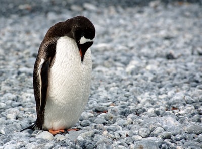 黑白相间的企鹅俯视着田野